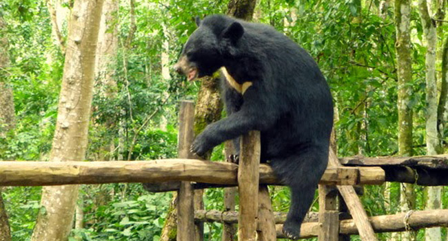 Warga Siak Resah, 2 Ekor Beruang Madu Mondar-mandir di Hutan Kota