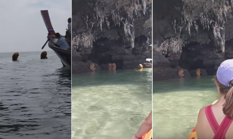 BANYAK YANG PENASARAN... Ini Video Penampakan Gerombolan Monyet Mirip Manusia yang Bisa Berdiri Tegak dan Bisa Menyelam