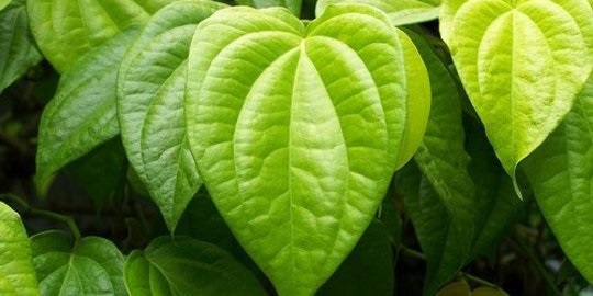 Benarkan Mengunyah Daun Sirih Bisa Menyehatkan dan Bikin Kuat?