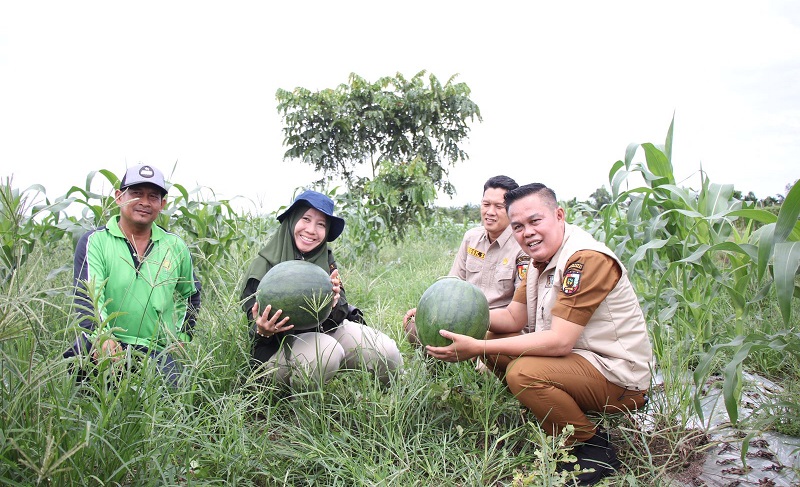 Petani di SiCantig Panen 4 Ton Semangka dan 200 Kg Pare