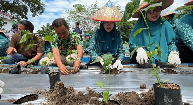 HKG, PKK Pekanbaru Tanam Cabai dan Tomat di Kebun Aku Hatinya PKK
