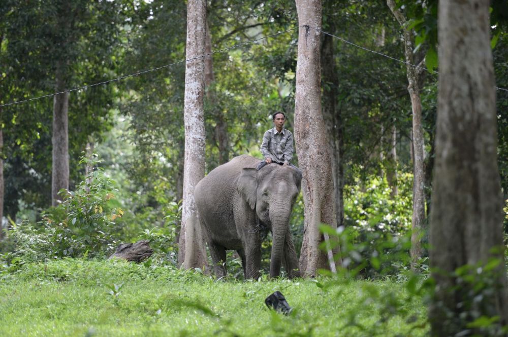 BBKSDA Riau dan PTPN V Bentuk Tim Mitigasi Gajah Sumatera