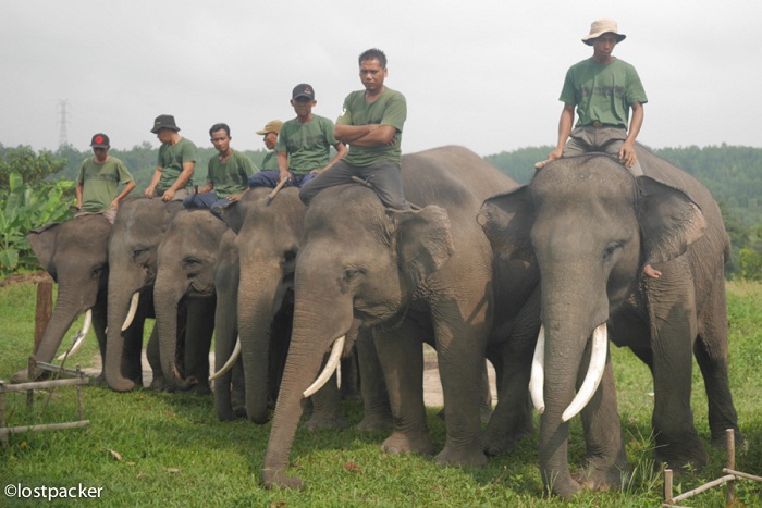 BKSDA Sebut Tujuh Pemegang Konsesi Riau Sepakat Ikut Konservasi Gajah Sumatera