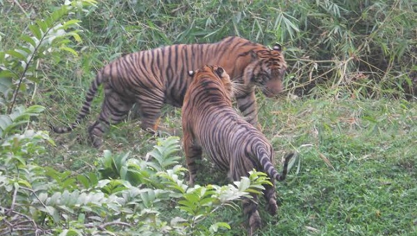 SEREM, Sedang Kerja Karyawan Surya Bratasena Pelalawan Jadi Intaian Dua Ekor Harimau Sumatera Dewasa