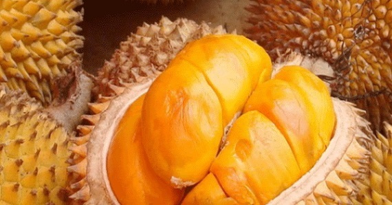 Buah Elai Khas Kalimantan yang Bentuknya Mirip Durian, Sensasi Menikmatinya, Pasti Berbeda...