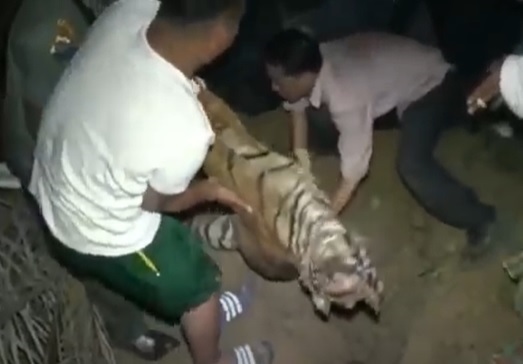 Harimau Sumatera Ditemukan Mati Setelah Cabik-cabik dan Telan Seekor Kambing, Diduga...