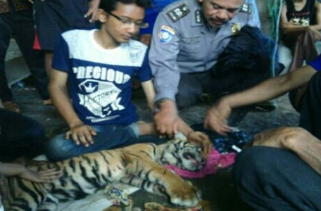 Anak Harimau Ditemukan Warga Sekarat di Areal Perkebunan
