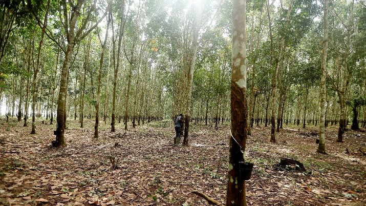 Berikut Harga Karet Rakyat di Riau dalam Sepekan Terakhir