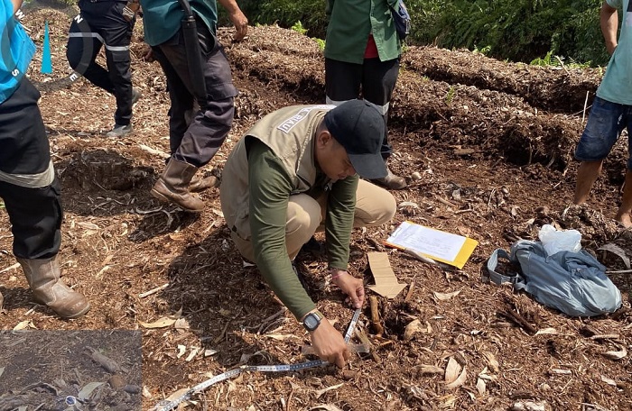 Bocah 12 Tahun Tewas Diterkam Harimau di HTI PT Madukoro Pelalawan