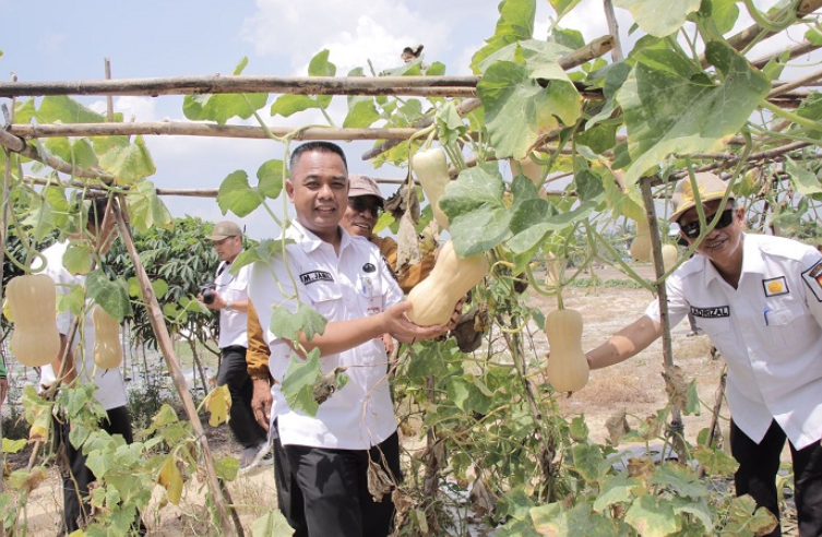 Kepala DKP Tinjau Kegiatan Pertanian di Lahan SICANTIG