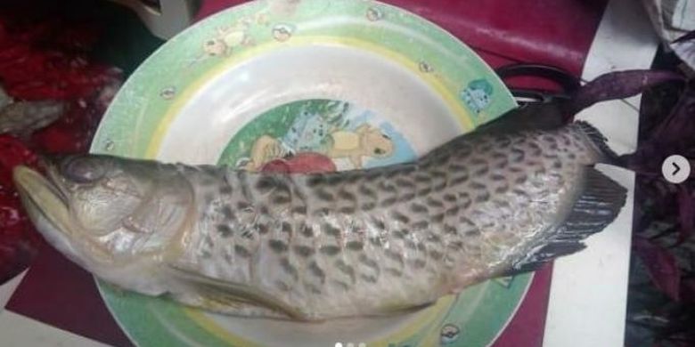 Pasrah! Ini Cerita Bayu yang hanya Bisa Mewek Saat Ikan Arwana Seharga Rp 2 Juta Miliknya Digoreng Sang Ayah