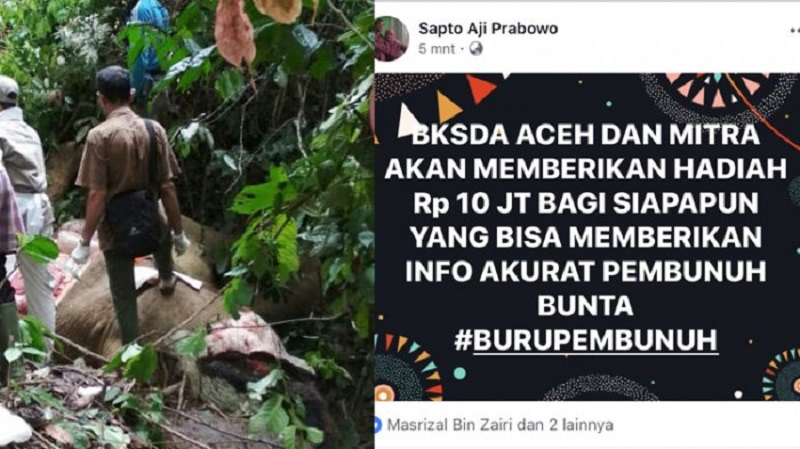 JAHAT...Gajah Jinak Bunta Mati Dibunuh, BKSDA Janjikan Hadiah Rp 10 Juta Bagi yang Berhasil Ungkap Pelaku