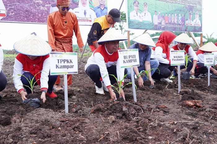 Bupati Kampar dan Walikota Payakumbuh Tanam  Jagung di Pandau Jaya