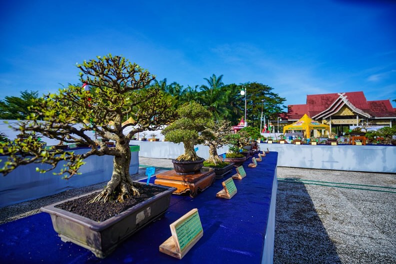 Pesona Bonsai Homeland of Melayu II, Hidupkan Seni Merawat Alam di Pekanbaru