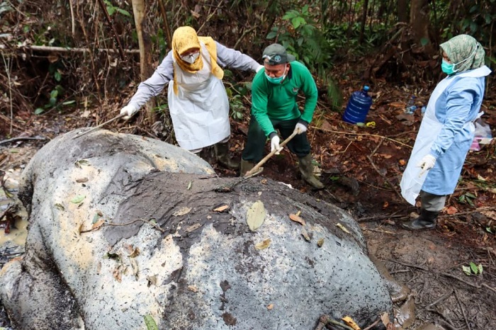 Dua Proyektil Peluru  Ditemukan di Kepala Gajah yang Mati di Ukui Pelalawan