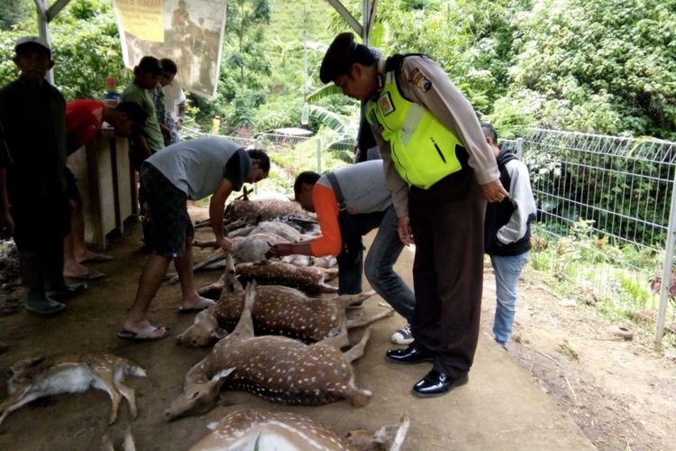 12 Ekor Rusa Tutul Mati dengan Luka Gigit di Leher, 2 Hilang, Diduga...