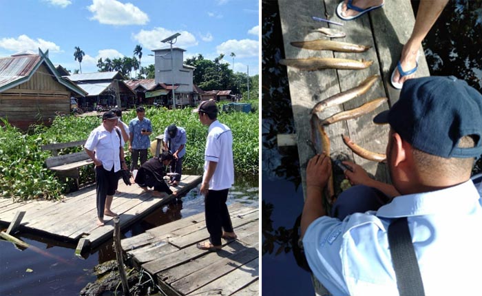 Ribuan Ikan Mati di Sungai Kampar, DPK danÂ BBAT Jambi Ambil Sampel di Dua Titik, Hasilnya?