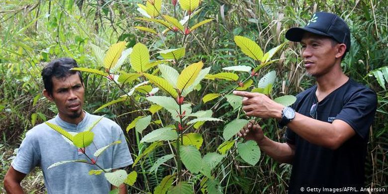 Kratom Jenis Tanaman Asli Indonesia Yang Kini Jadi Obat Dan Laris Di Ekspor Ke Amerika Tapi