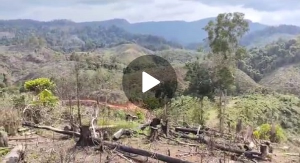 Diduga, Hutan Bekas Ulayat di Desa Sialang Jaya Habis Dijualbelikan