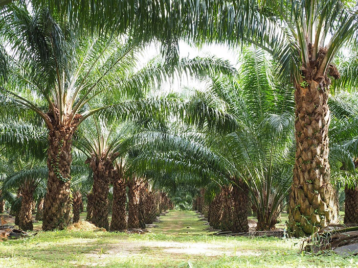 Jelang Lebaran, Harga TBS Sawit di Riau Pekan Ini Turun Jadi Rp1.401,5 per Kg