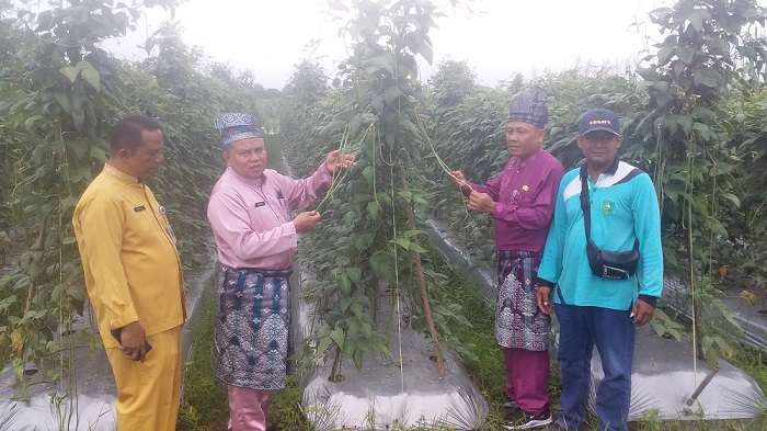 Disketapang Lakukan Temu Koordinasi dan Panen  Buah Sayuran  Sicantig