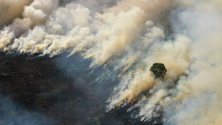 Blak-blakan Kepala BNPB, Sebut Kepala Daerah Cuek Soal Kebakaran Hutan, Diundang Rapat Tak Hadir