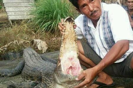 Terjebak di Parit Saat Pasang, Warga Rangsang Amankan Buaya Sepanjang 5 Meter