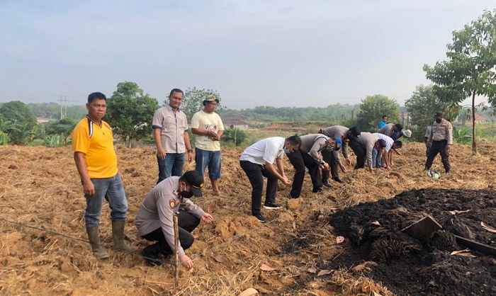 Polsek Tapung Hulu Galakkan Tanam Palawija, Dukung Ketahanan Pangan saat Pandemi Covid-19