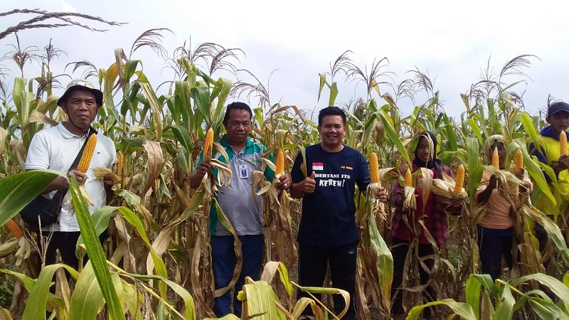 Sinergi Disketapang, Pemuri dan Sang Hyang Seri Panen Perdana Jagung Hibrida Pipil di Okura