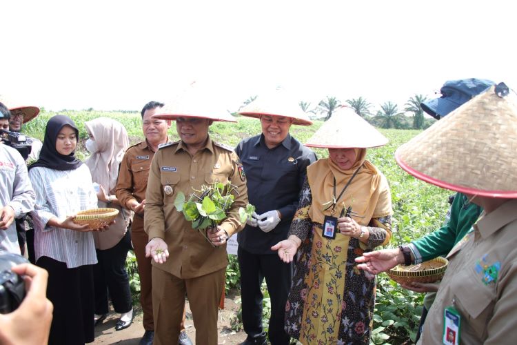 Rektor Unri dan Pj Wali Kota Rilis  2 Varietas Kacang Hijau Srikandi dan ASRI