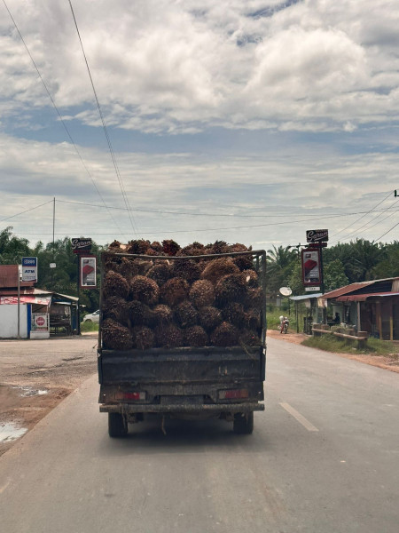 Harga TBS Kelapa Sawit Kemitraan Plasma Prov Riau Periode 18 - 24 September 2024