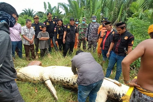 Diseret  Saat Berenang, Bocah Ditemukan Dalam Perut Buaya Masih Dalam Keadaan Utuh, Tapi Kondisinya...
