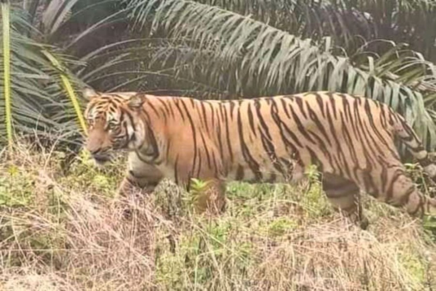 Tim BBKSDA Riau Dengar Auman Harimau Saat Mitigasi di Areal PHR Duri