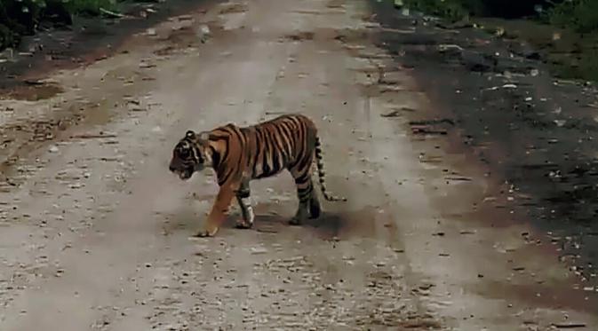 Menjauh dari Dusun, BKSDA Riau Sebut Harimau Bonita Diperkirakan Masuk ke Hutan Produksi
