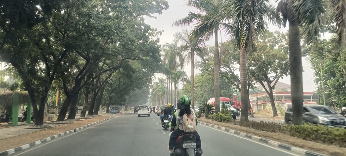 Puluhan Pohon Pelindung Terdampak Pelebaran Jalan di Pekanbaru Ditanam di Perkantoran Tenayan Raya