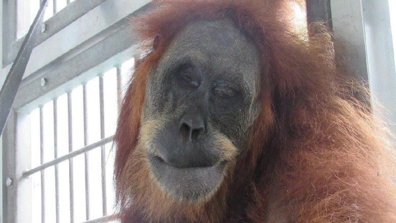 Dua Remaja Pelaku Penembak Orang Utan Hope Diberi Sanksi Sosial, Diwajibkan Azan Sebulan di Kampungnya