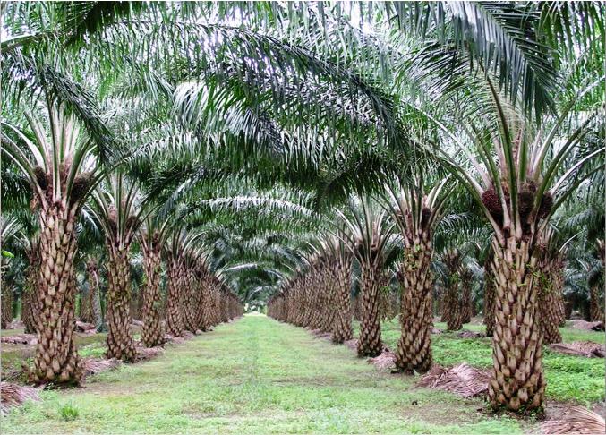 NAH LHO...Ombudsman Sebut 1,7 Juta Hektar Kebun Sawit di Riau Ilegal
