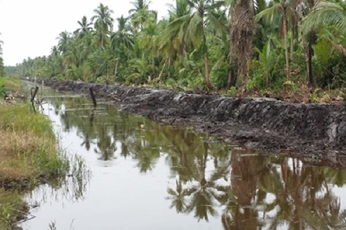 Pemkab dan DPRD Inhil Targetkan Penyelamatan 12.500 Hektare Kebun Kelapa Rakyat