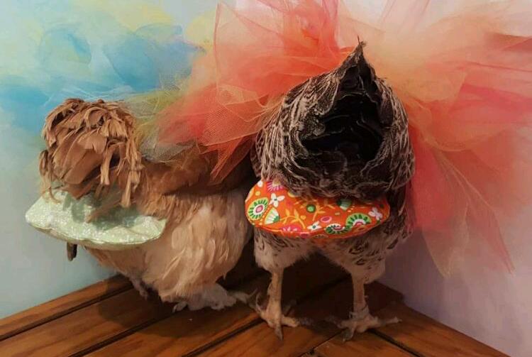 WOW...Cuma Jualan Popok Ayam, Wanita Ini Bisa Untung Rp731 Juta