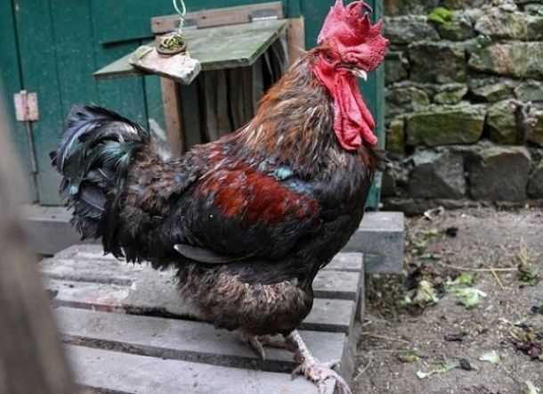 Konyol! Hanya karena Berkokok Terlalu Nyaring, Ayam Jantan Ini Dilapor ke Pengadilan