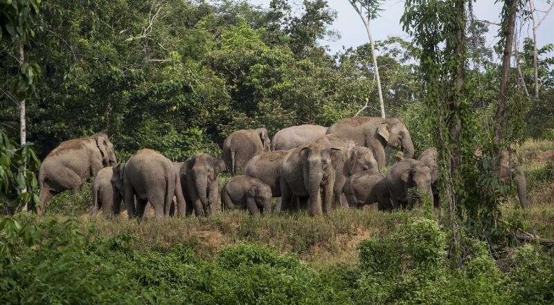 WAH GAWAT... Setelah Harimau, Buaya  dan Beruang, Kini Belasan Ekor Gajah 'Teror' Warga di Kampar-Riau