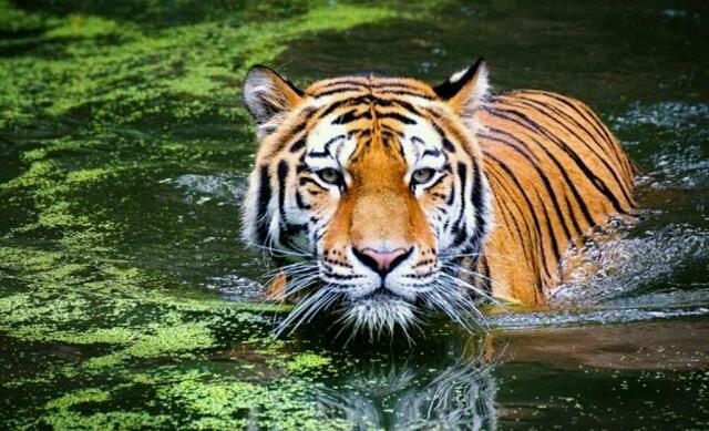 Waspada! BBKSDA Riau Terima Laporan Kemunculan Harimau Sumatera di Taman Nasional Zamrud