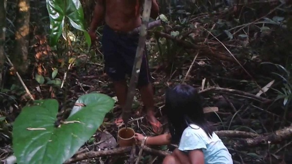 Bajakah Tumbuhan Hutan Suku Dayak Diakui Dunia Sebagai 