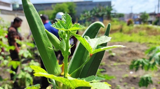 Okra,  Buah Polong Yang Punya Khasiat Luar Biasa untuk Kesehatan, Mulai Obat Pencernaan, Kolestrol, Jantung  hingga Ginjal