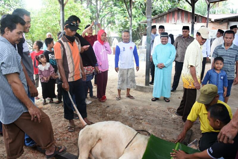Tahun Ini, Bupati Amril Berkurban 6 Ekor Sapi dan 3 Kambing 