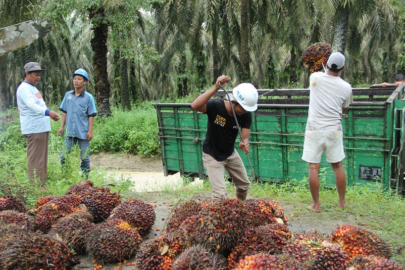 Harga Sawit Tinggi, Banyak Petani di Riau Beli Mobil Baru