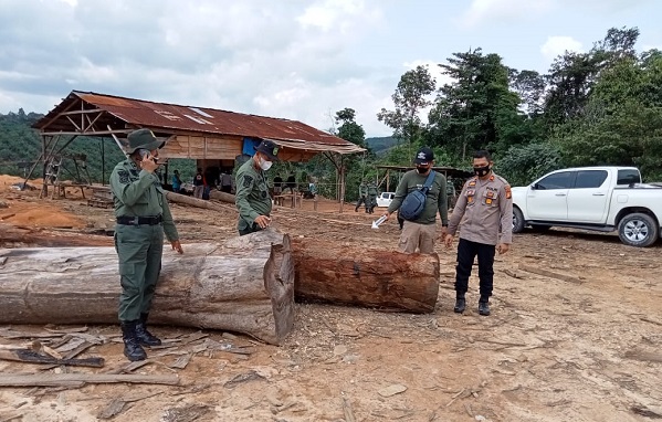 Marak Illegal Logging, Tim Gabungan Polres Kuansing dan Kementerian  LHK Temukan Tiga Sawmill di Suaka Marga Satwa Rimbang Baling