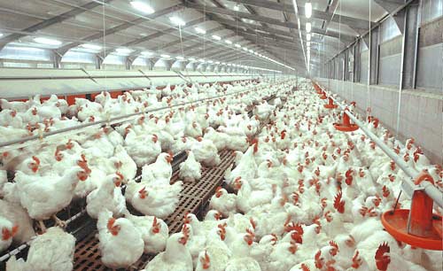 Pasokan Tinggi karena Dipicu Kelebihan Bibit, Harga Ayam Anjlok hingga Jadi Rp 8 Ribu Per Ekor