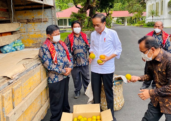 Terima Perwakilan Petani Jeruk dari Karo di Istana Negara, Jokowi: Saya Sudah Dengar Kok, Sebentar Lagi Dikerjakan...