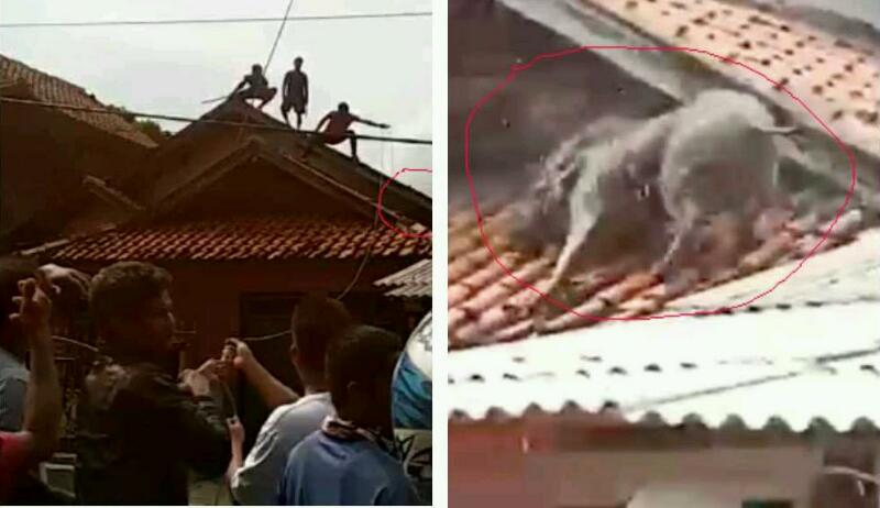 HEBOH...Dikejar Warga, Babi di Atap Rumah Hilang Saat Dikepung, Ini Videonya